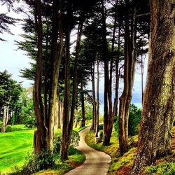 Footpath passing through trees