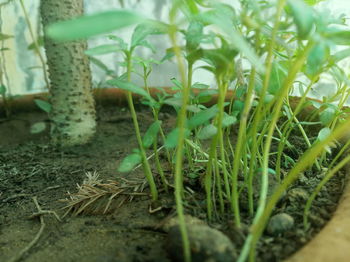 Close-up of fresh plants on field