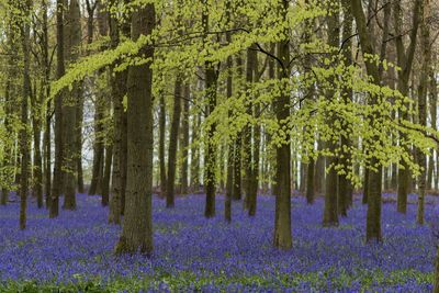 Panoramic view of purple flower trees in forest