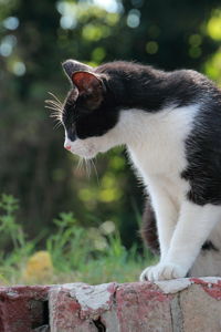 Cat on brick wall