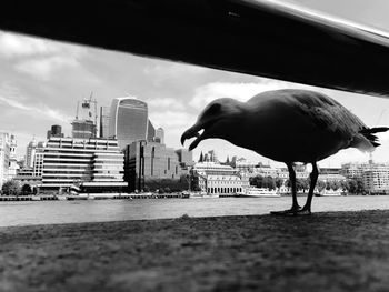 View of a bird on beach