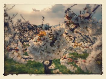 Close-up of flowers on tree
