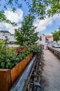 plant