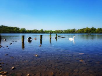 Birds swimming in lake against sky