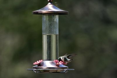 Close-up of bird feeder