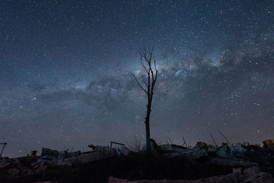 Low angle view of trees against sky at night