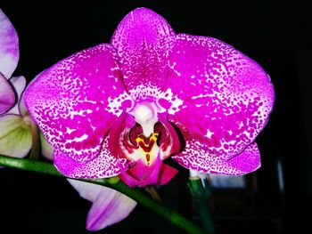 Close-up of purple orchid blooming outdoors