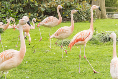 Flamingos in field