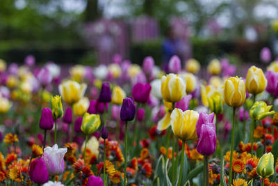 Close-up of purple tulips on field