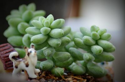 Close-up of fresh green plants