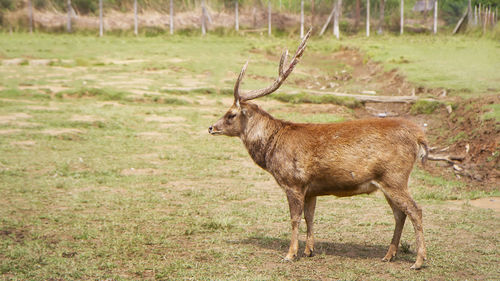 The javan rusa or sunda sambar or rusa timorensis at ranca upas ciwidey, bandung