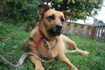 Portrait of dog sitting on grass