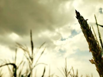 Close-up of plant against cloudy sky