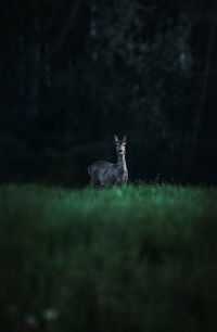 Deer in a field