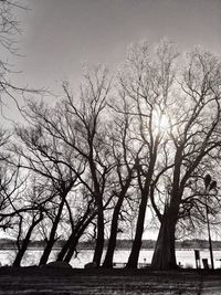 Bare trees against sky