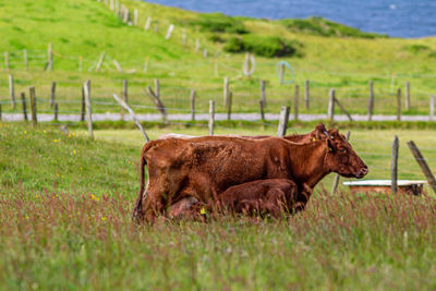 Brown cow nursing her calf among wild grass, wooden post and wire fences in the countryside, ireland