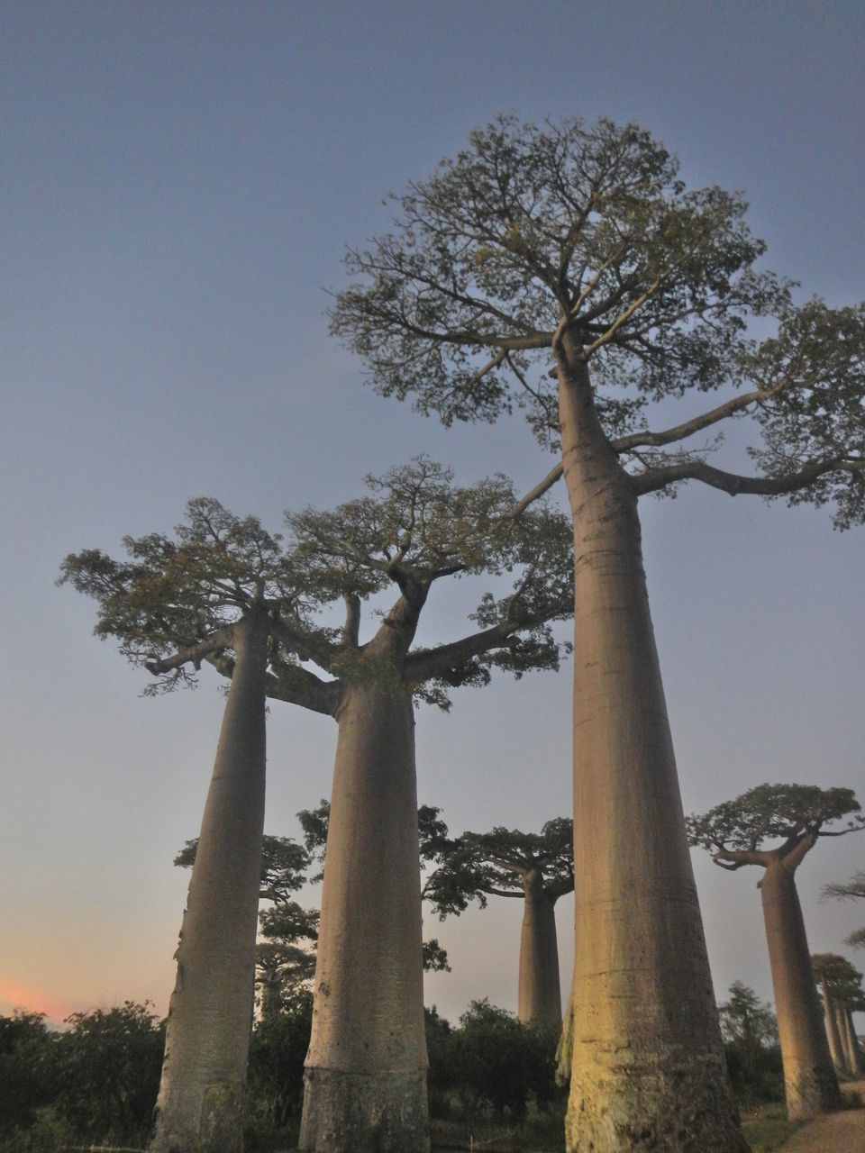 LOW ANGLE VIEW OF TREES AGAINST SKY