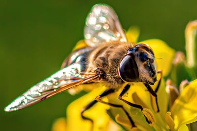 Close-up of bee pollinating on flower