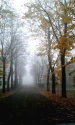 Road passing through forest