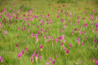 Pink wildflowers in field