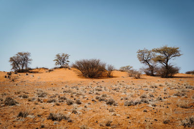Trees on field against clear sky