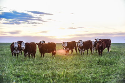 Cows grazing on field