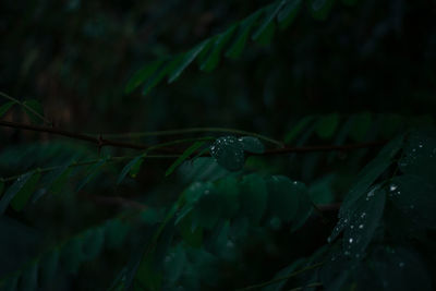 Close-up of raindrops on leaves