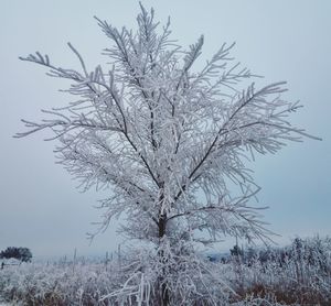 Bare tree against clear sky