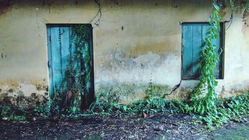 Plants growing in house