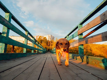 Portrait of man with dog on footbridge against sky
