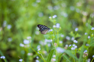 Butterfly on flower