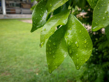 Close-up of raindrops on leaves