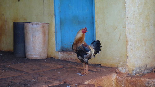 Close-up of rooster