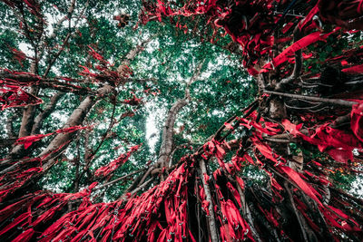 Low angle view of red fabric hanging on tree