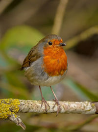 Close-up of bird perching on branch