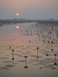 Water lilies blooming in pond at sunset