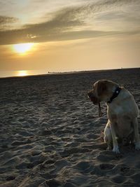 Dog on beach during sunset