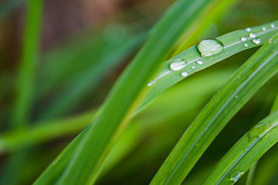 Close-up of raindrops on grass