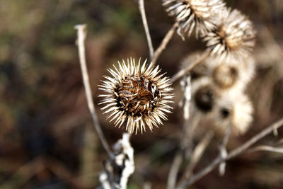 Close-up of dried plant