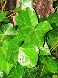 High angle view of wet leaves