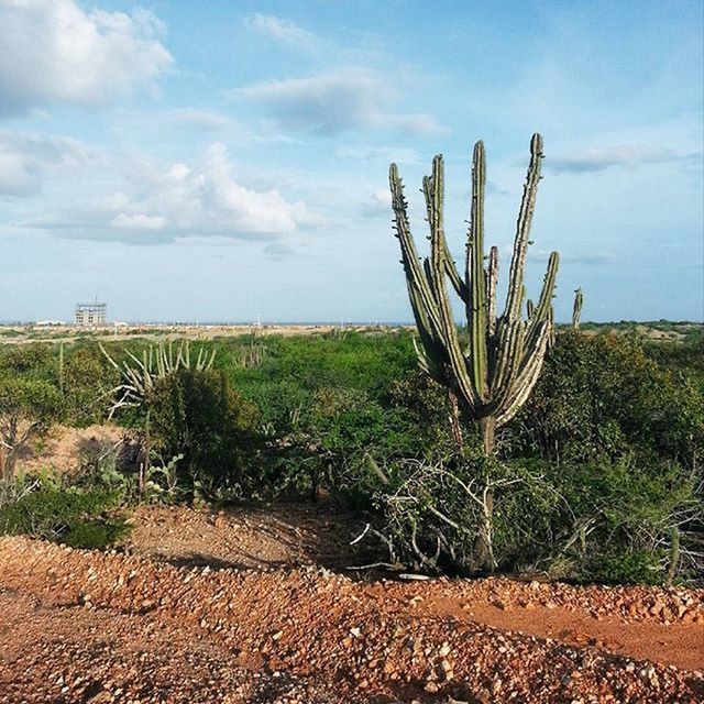 sky, plant, growth, tranquility, nature, field, landscape, cloud - sky, tranquil scene, cactus, day, beauty in nature, rural scene, cloud, scenics, agriculture, sand, outdoors, no people, tree