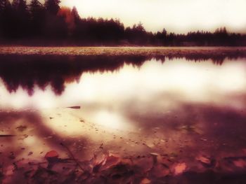 Reflection of trees in lake