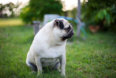 Dog looking away on field