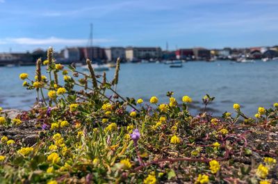 Yellow flowering plants by water in city against sky