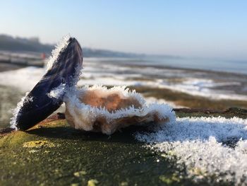 Close-up of sea shore against sky