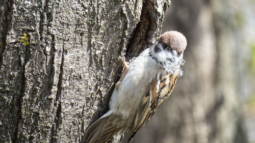 Close-up of bird perching on tree trunk