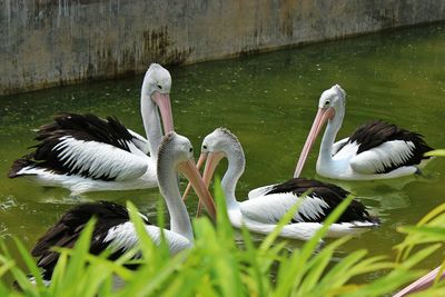 Swans swimming in lake