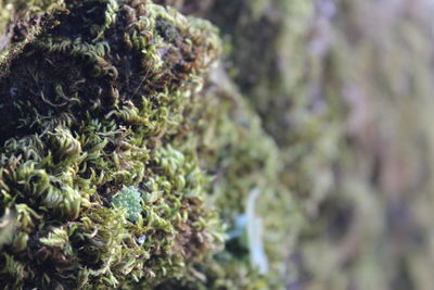 Close-up of fresh green plant