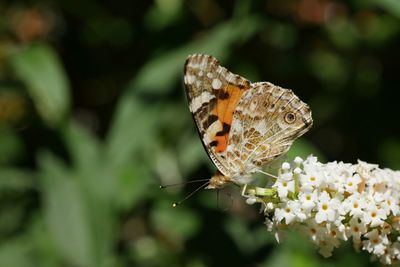 Close-up of butterfly pollinating on flower