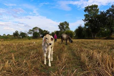 Animals in a field